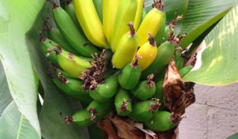 Edible bananas grown for the first time at University of Exeter The